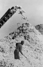 Uzbekistan. Cotton picking by Henri Cartier-Bresson (1972)