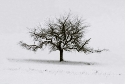 .Zurich, Switzerland, apple tree in snow by Frank Horvat (1976)