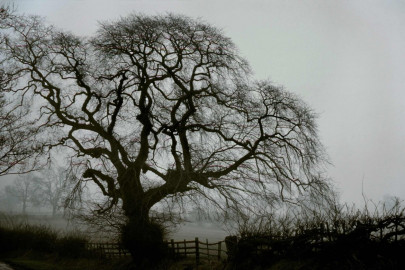 Derbyshire, UK, bare oak tree by Frank Horvat (1977)