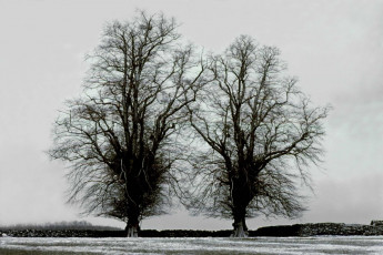 Derbyshire, UK, lime trees by Frank Horvat (1977)