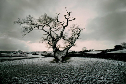 Derbyshire, UK, old oak tree, with snow by Frank Horvat (1977)