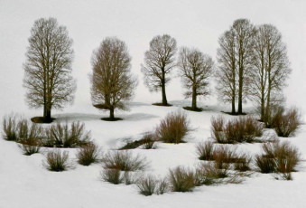 Nevada, USA, aspen trees in snow by Frank Horvat (1978)