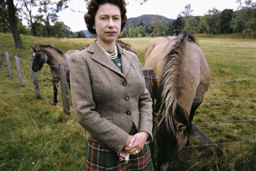 Queen Elizabeth with horses by David Montgomery (1967)