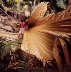 Apollonia Van Ravenstein by Norman Parkinson (1971)