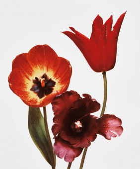Three Tulips (Red Shine, Black Parrot, Gudoshnik) by Irving Penn (1967)