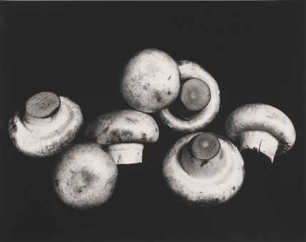 Still Life of Mushrooms by Irving Penn (1966)