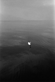 Swiss swan, or a swann love. Vevey by Jeanloup Sieff (1974)