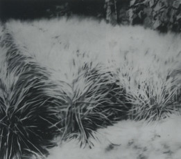 Cyperus / 1965