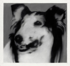 Dog's Head (Lassie) / 1965