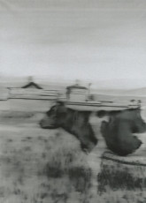 Cow II / 1965