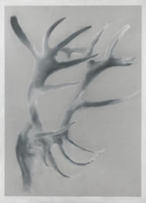 Antlers / 1967