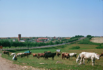 Жак Дюпакье - Минск-Смоленск, Стадо / 1964